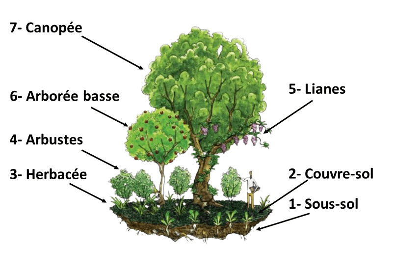 Les 7 niveaux d'une forêt comestible